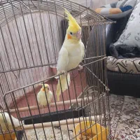 جوجه عروس|پرنده|قنوات, |دیوار