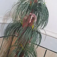 درختچه|گل مصنوعی|گرگان, |دیوار