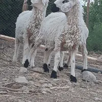 بره نر