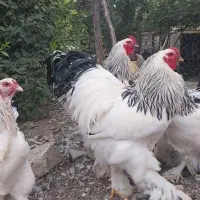 تخم مرغ نطفه دار برهما لایت مرغ و خروس