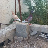 کبوتر پلاکی و رنگی.. آبپخش