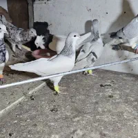 چند تا کفتر رنگی