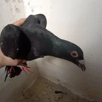 پرنده کبوتر|پرنده|نیمبلوک, |دیوار