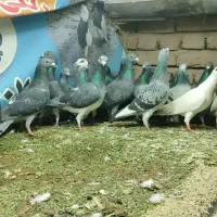 کبوتر پلاکی نر و ماده تبریز|پرنده|شیراز, سرو|دیوار