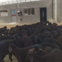 بره های پای پرواری جفتی 65تا75 کیلو