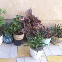 گل طبیعی|گل و گیاه طبیعی|تاکستان, |دیوار
