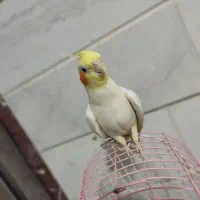عروس هلندی (لوتینو)