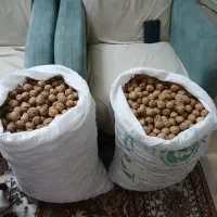 گردوی مرغوب تازه امسال باغ خودم|خوردنی و آشامیدنی|تهران, مسعودیه|دیوار