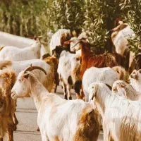 تعدادی بز دوقلو زا