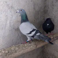 سبز پلاکی دس پر کوتا