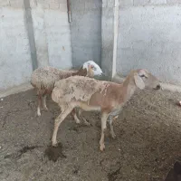 میش چینی