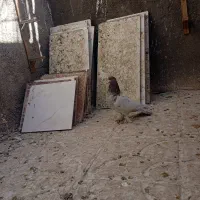 کفتر