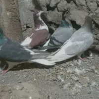 کبوتر چادری|پرنده|تبریز, |دیوار