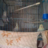 ۳ عدد عروس هلندی سخنگو|پرنده|اسلامشهر, شهرک توحید|دیوار