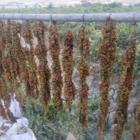 کشمش دوای