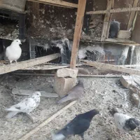 کفترتهرونی|پرنده|برخوار, |دیوار