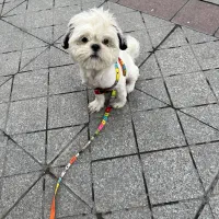 سگ شیتزو فلت