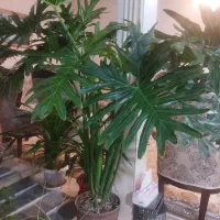 گل طبیعی بسیار سرحال و زیبا|گل و گیاه طبیعی|شازند, |دیوار