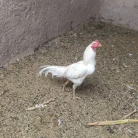 سه عدد خروس