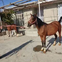 فروش یا معاوضه اسب مادیون دره‌شوری با نریونش|اسب و تجهیزات اسب‌سواری|مرودشت, مسجد رسول‎|دیوار