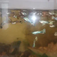 ماهی گوپی