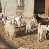 فروش بز بالغ|حیوانات مزرعه|شیراز, بید زرد|دیوار