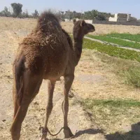 هاشی ماده آرام لحم لحم سن ۱سال ۵ماه