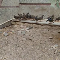 جوجه بلدرچین کالیفرنیایی