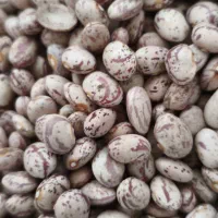 لوبیا چیتی وکپسولی