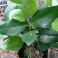 گیاهان زینتی|گل و گیاه طبیعی|کلاچای, |دیوار