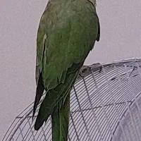 ططوطی ملنگو ماده