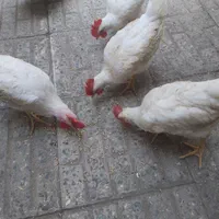 ۴ عدد خروس ماشینی سالم
