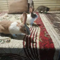 فروش خرگوش اهلی دو ماهه