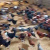 فروش مرغ و خروس محلی|حیوانات مزرعه|فولادشهر, مسکن مهر فولادشهر|دیوار