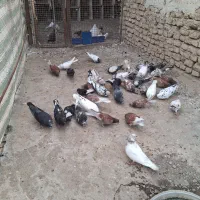 کبوترپرش|پرنده|فاضل آباد, |دیوار