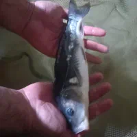 ماهی کوی|ماهی|مشهد, حجت|دیوار