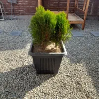 گل فضای باز