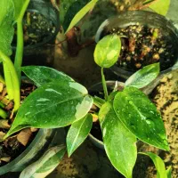 گل‌های زیبا در گلخانه سبز