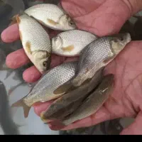 بچه ماهی کپور آمور