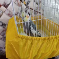 عروس هلندی گمشده