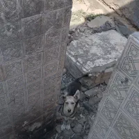 سگ هاسکی پا کوتاه نر