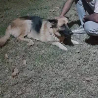 سگ ژرمن شپر|سگ|تهران, شهرک غرب|دیوار