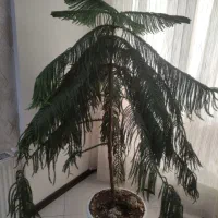 گل کاج مطبق