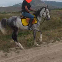 کردعرب|اسب و تجهیزات اسب‌سواری|کشکسرای, |دیوار