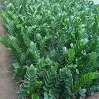 کارشناس و مشاور گل و گیاه و دفع آفات|گل و گیاه طبیعی|تهران, آبشار تهران (دریاچه)|دیوار
