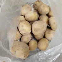 سیب زمینی جیلی بدون هیچ سم و کود و ارگانیک