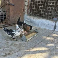 گلین در همه سنین.خروس گلپایگانی. مرغ.بوقلمون|حیوانات مزرعه|محمدشهر, زیبادشت|دیوار
