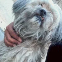 شیتزو پامر فرفری باهوش|سگ|شیراز, سعدیه شمالی|دیوار