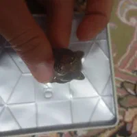 انگشتر|جواهرات|بناب, |دیوار