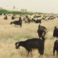 معاوضه با میش
